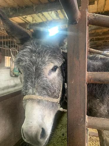 Осёл (серый, пушистая шерсть) - Порода/тип: домашний осёл, крупного