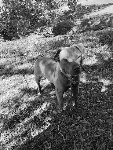 белый питбуль цена: Собака даром: Питбуль, 8 месяцев, Самка — 4