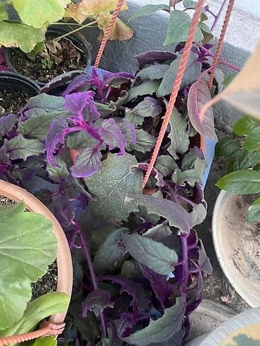 кавер продаю: Комнатные и балконные растения в горшках - Пеларгония (герань — 9