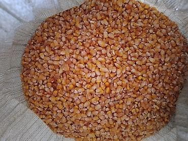 кормовая тыква: Кукуруза фуражная (зерно) 26тонна - Крупное сухое зерно — 1