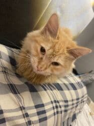 Грызуны: Кошка даром: Беспородная, 1 год, Девочка, Приучена к лотку — 4