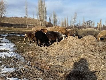 ягненок гисар: Продаю | Овца (самка) | Для разведения | Матка — 7