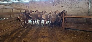 животные: Продаю | Баран (самец) | Арашан — 2