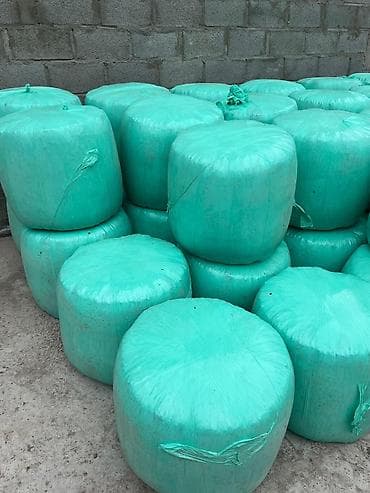 Ветеринар кызматы: Кукурузный силос (рубленая масса кукурузы) - Состав: измельчённые — 4