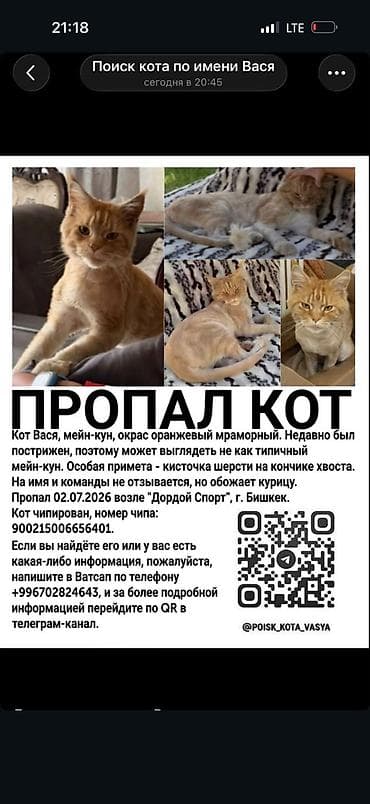 каракол кошка: Жоголгон : Мейн-кун, Эркек, Кызгыл сары — 4