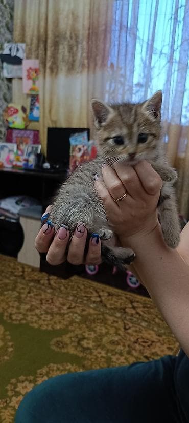 ласки: Британские котята, окрасы: сплошной голубой и тигровый табби. - — 5