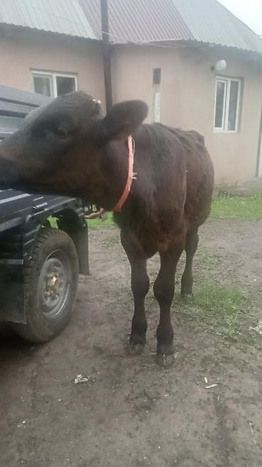 куплю корову: Продаю | Бык (самец) | На откорм | Привязанные — 2