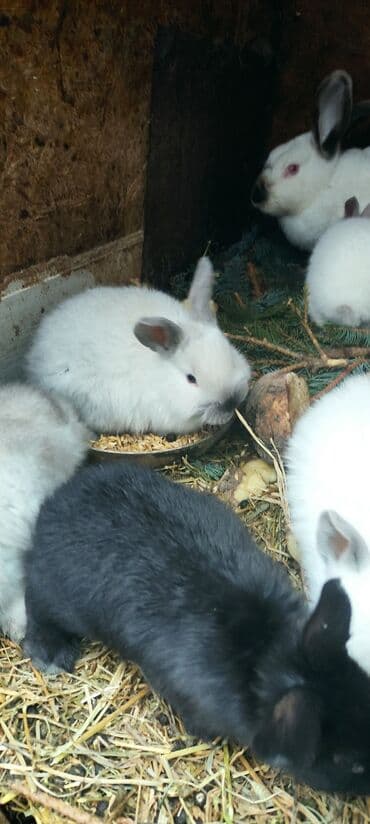 кроль: Продаю | Крольчата | Калифорнийская, Новозеландская, НЗК | Для разведения — 2