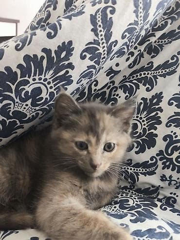 Мышык бекер берем: Отдам котят бесплатно в хорошие руки есть 2 котенка можно одного на — 4