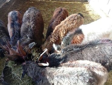 эчки сатылат: Сатам | Теке (эркек), Эчки (ургаачы), Улак | Оренбург, Камори, Макачини | Союуга, Сүт алуу үчүн, Көбөйтүү үчүн | Асыл тукумдуу, Бооз, Жасалма жол менен боозутуу — 3