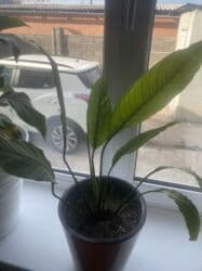 цветы на ошском рынке: Гулдор сатылат — 1