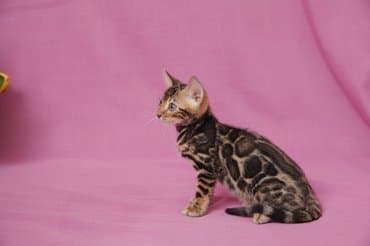 новорожденные котята: Дорогие друзья долгожданный помет . Бенгальские котята .от самых — 7