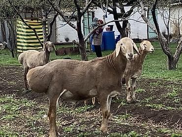 Продаю | Баран (самец) | Арашан | Для разведения | Племенные