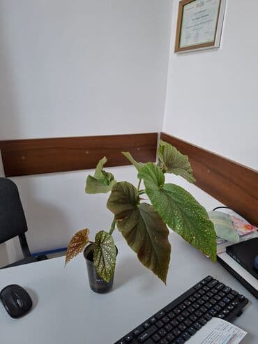 цветы комнатный: Сингониум мохито, 300 сом, три взрослых растения Пальма панданус — 9