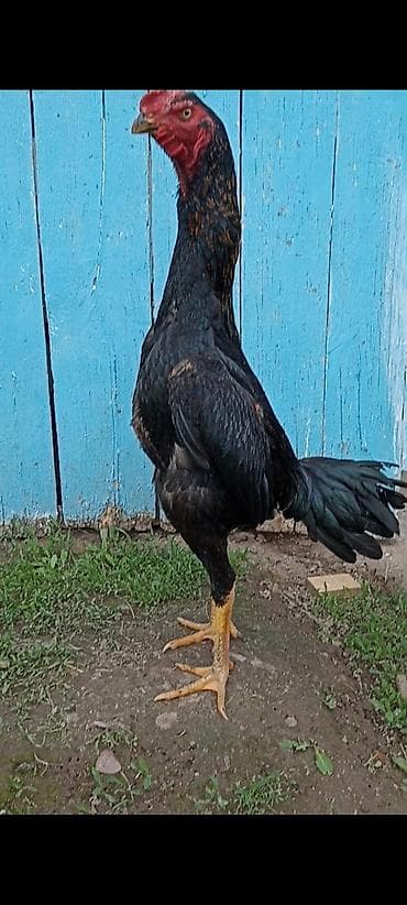 лошадь цена бишкек: Продаю | Петух | Бойцовая | Для разведения — 1