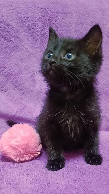 маленькие котята даром: БЕСПЛАТНО! Котята 1,5 месяца, черно-белые мальчики и девочка пантера — 6