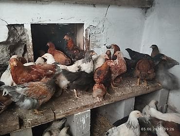 Продаю | Куры | Несушки