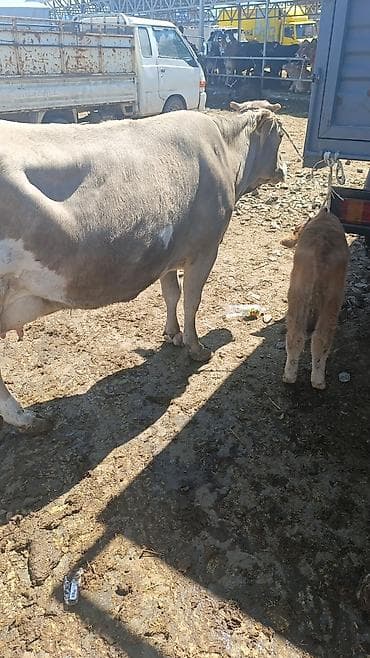 дойные коза: Продаю | Корова (самка) | Для разведения | После отела — 1