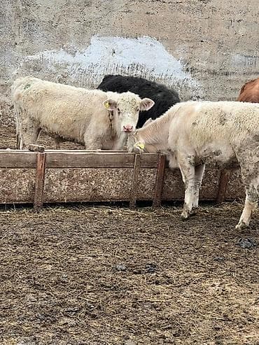 беркут птица: Продаю | Бык (самец) | На откорм — 2