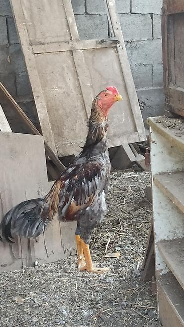 Продаются майские 🐓🐓🐓