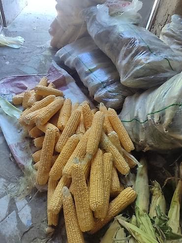 рыба судак: Кукуруза — 1