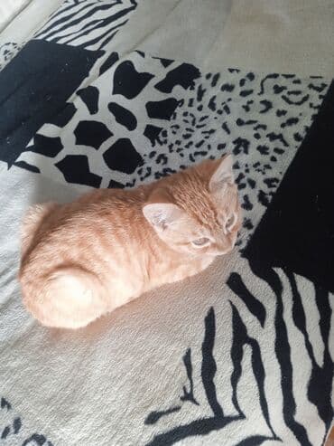 продажа домашних животных: Рыжий котёнок с короткой гладкой шерстью и классическим тигровым — 1