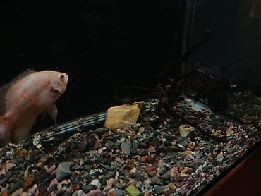 Аквариумдар: Продается готовый аквариум «под ключ» (165 литров) со всем содержимым! — 6