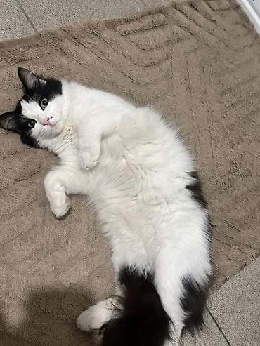 бекер мышык: 10 айлык, Эркек, Биколор, Лотокко барууга үйрөтүлгөн — 1