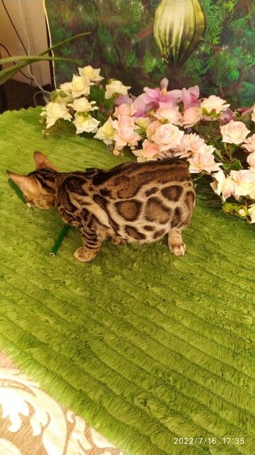 бенгальский леопардовый кот: Бенгальский котик Мальчик. 5мес. Невероятно красивый контрастный с — 7