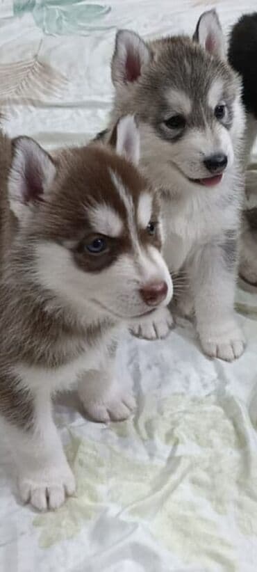 Щенки хаски - Порода: сибирский хаски - Окрас щенков на фото