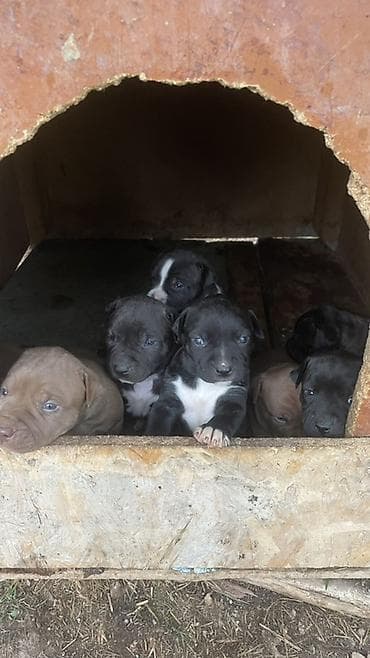 Щенки Питубль
Самец 10.000 
Самка 7.000
