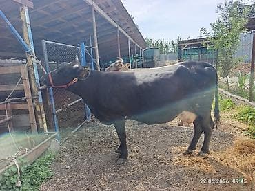 Животные: Продаю | Корова (самка) | Голштин | Для молока | Привязанные — 10