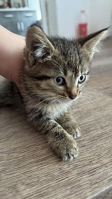 scottish fold: Котята и взрослая кошка серого окраса. На фото — несколько домашних — 2