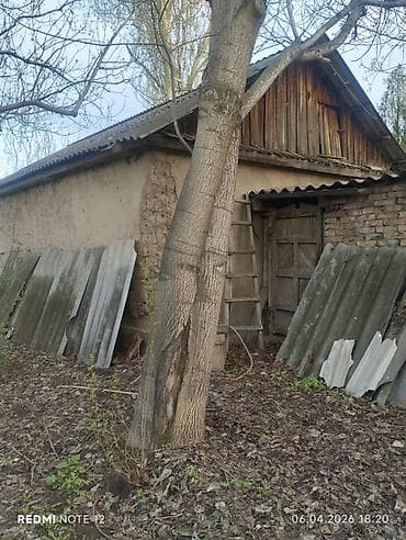 цепь для пилы: Продаю дерево орех и елка больше 10 лет договорная — 3