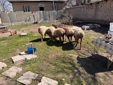 ярочки: Продаю | Овца (самка) | Полукровка, Арашан | Для разведения — 4