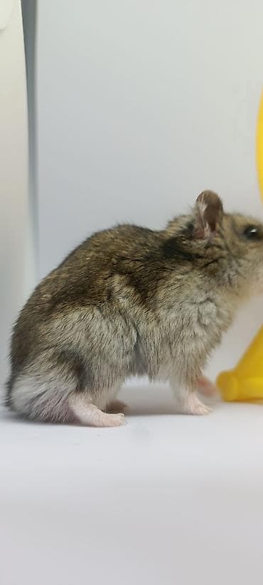 товары для хомяков: 🐹 Готовый пушистый друг — без забот! 🏡 Джунгарский хомяк (1,5 месяца) — 2