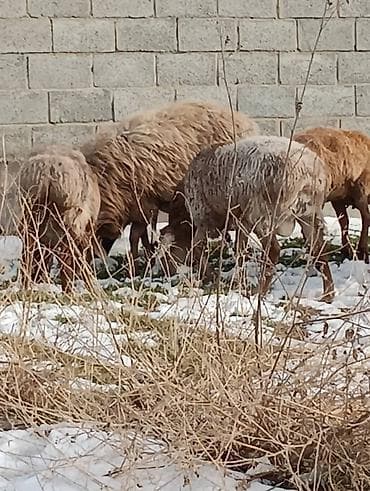 продам собаку доска объявлений: Продаю | Овца (самка) | Для разведения — 8