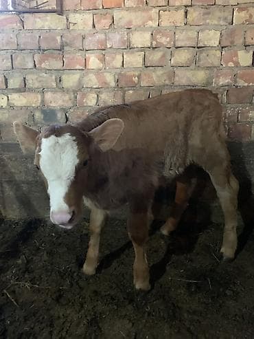 Аквариумы: Продаю | Музоо, торпок | На откорм | Искусственник — 2