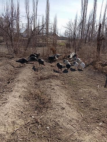 Продаю | Индюшка (самка) | Полукровка at lalafo.kg Продаю | Индюшка (самка) | Полукровка