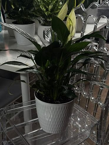 комнатная пальма: Комнатные растения в декоративных кашпо 1) Замиокулькас (Zamioculcas — 7