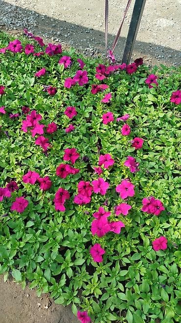 корзины свадебные: Самовывоз, Бесплатная доставка, Платная доставка — 1