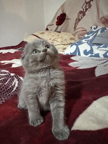 наполнители для кошек: Котята скоттиш-фолд. возраст 1,5 месяца. 3 мальчика, 1 девочка. к — 4