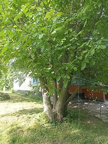 Ореховое дерево (гребенчатый/садовый орех, «грецкий» тип) на