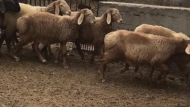 птица манаса: Продаю | Ягненок, Баран (самец) | Арашан — 1