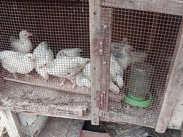 колбасный цех кара балта: Продаю | Цыплята | Полубрама, Домашняя, Леггорн | На забой — 1