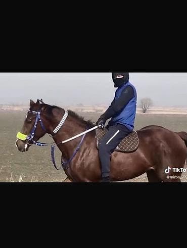 баа: Сатам | Байтал | Англиялык | Көбөйтүү үчүн, Ат спорту — 1