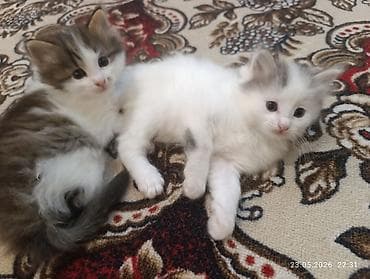 девон рекс котята: Пушистые котята от длинношерстной кошки с ярким окрасом. На фото — — 4