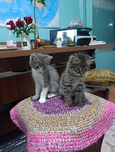 Кошки: Котята. Ищем очаровательным кот,там надёжный дом. Обоим котятам нет — 2