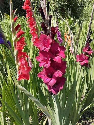 тигридия луковицы: Самовывоз — 9