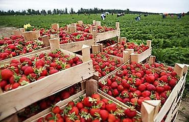 нета с: Свежая фермерская клубника оптом - Сезонная ягода, выращенная на — 1